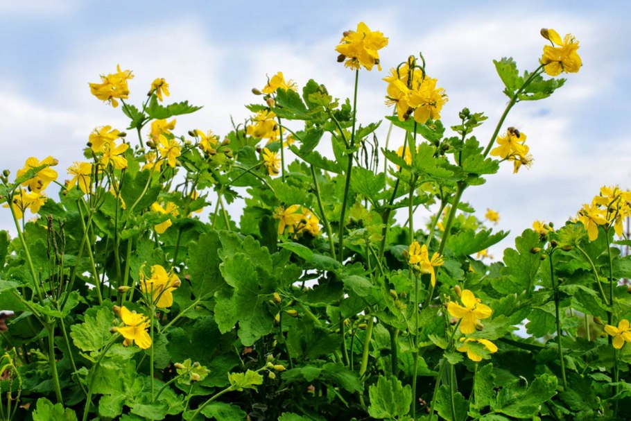 Чистотел большой Chelidonium majus