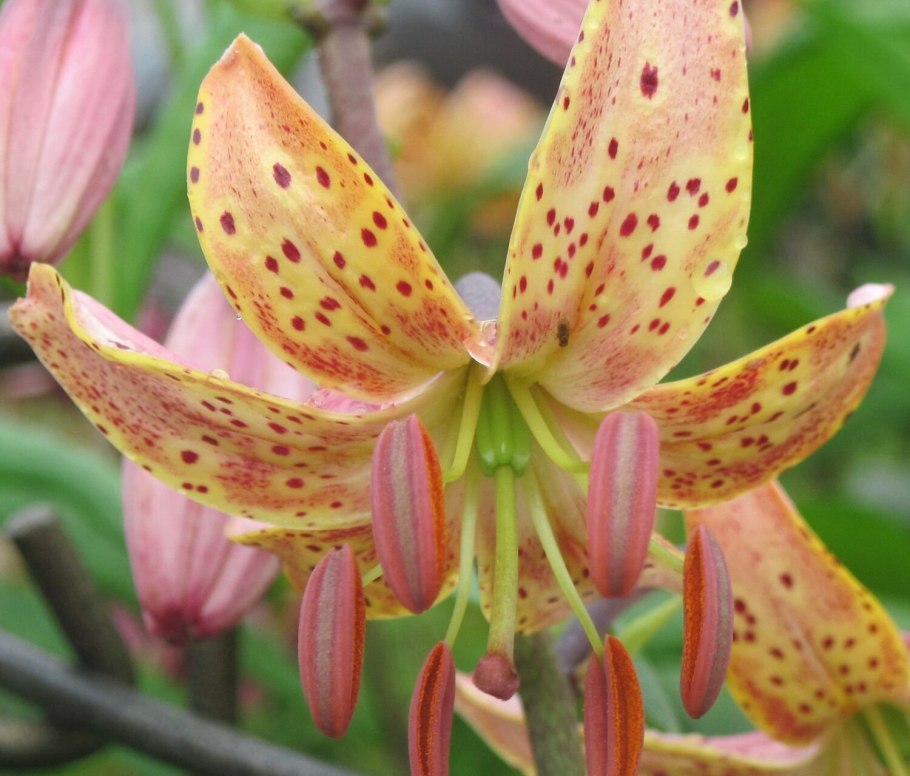 Лилия Манитоба