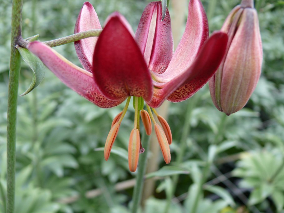 Лилия маруун Кинг кудреватая/мартагон