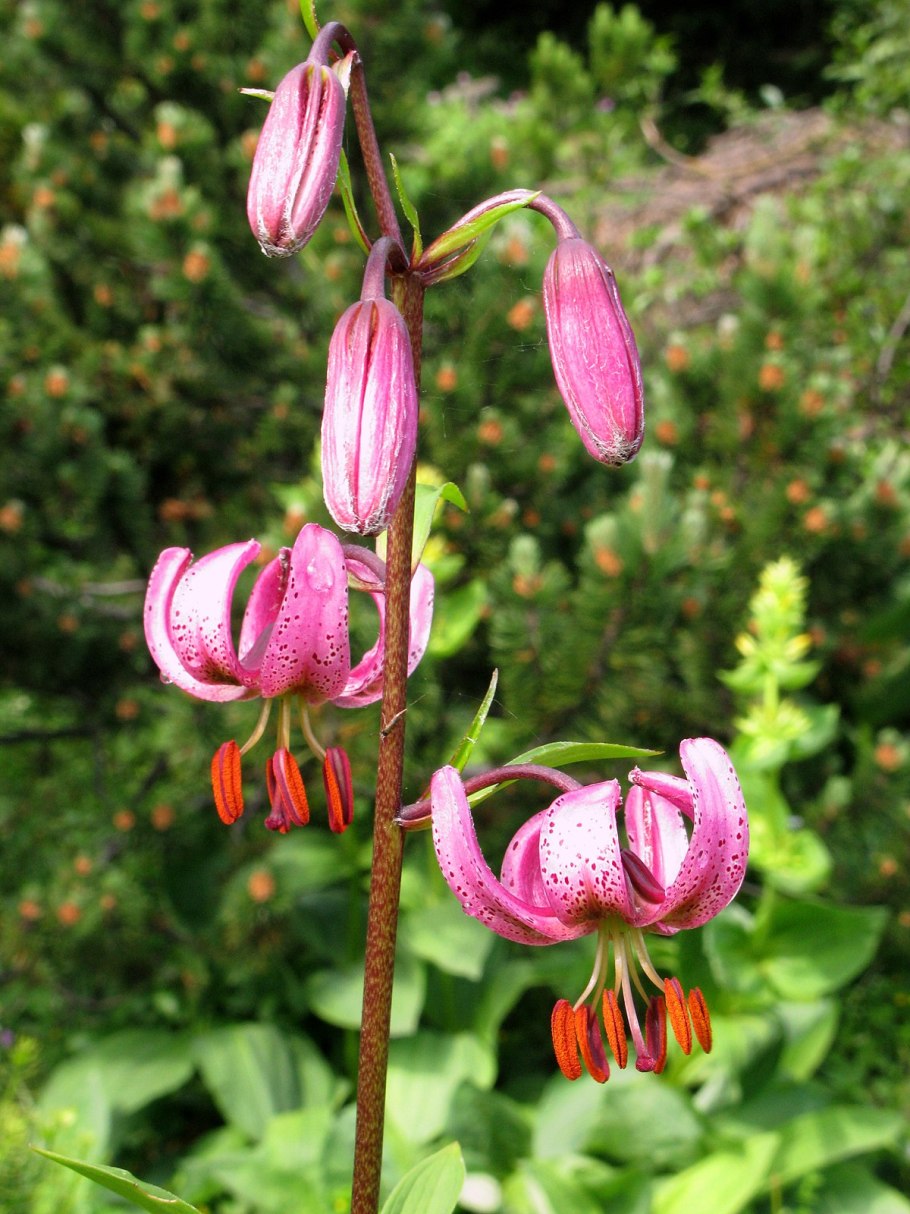 Лилия Манитоба Фокс