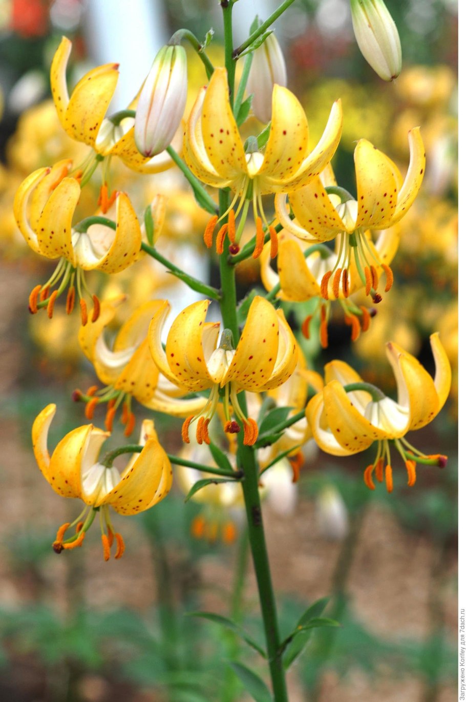 Мартагон Сноу Монинг