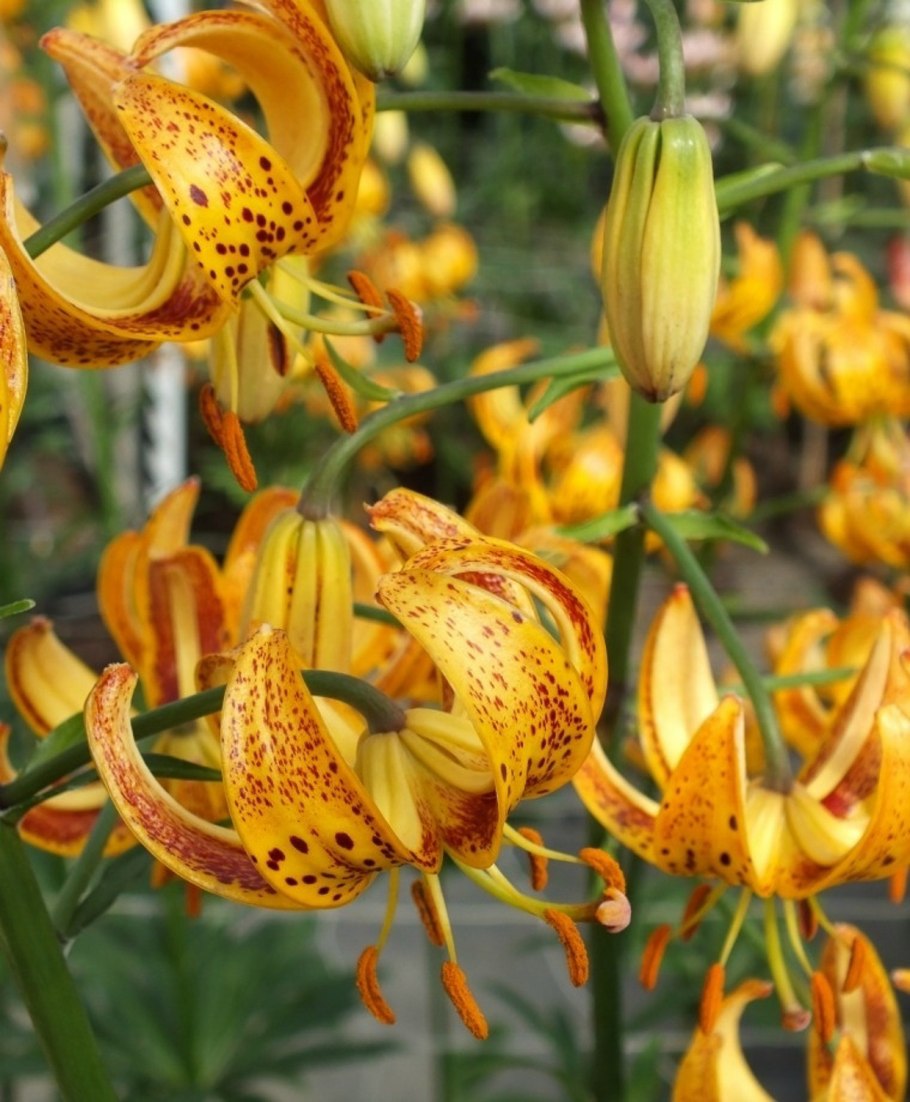 Лилия Голден морнинг