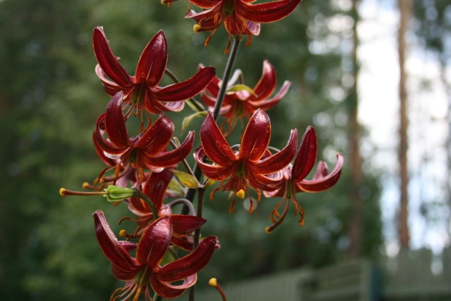 Лилия мартагон Манитоба Монинг