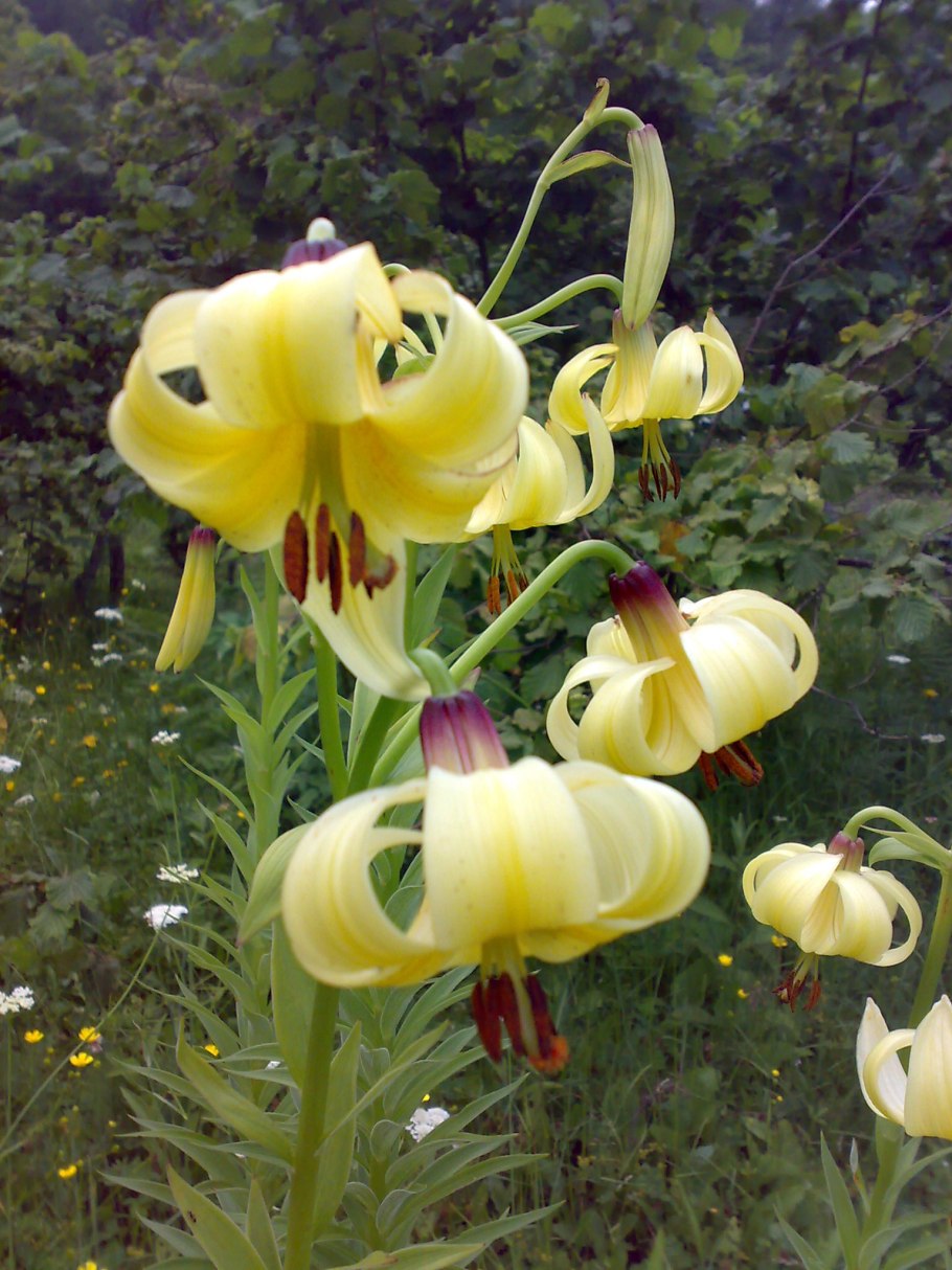 Мартагон Сноу Монинг