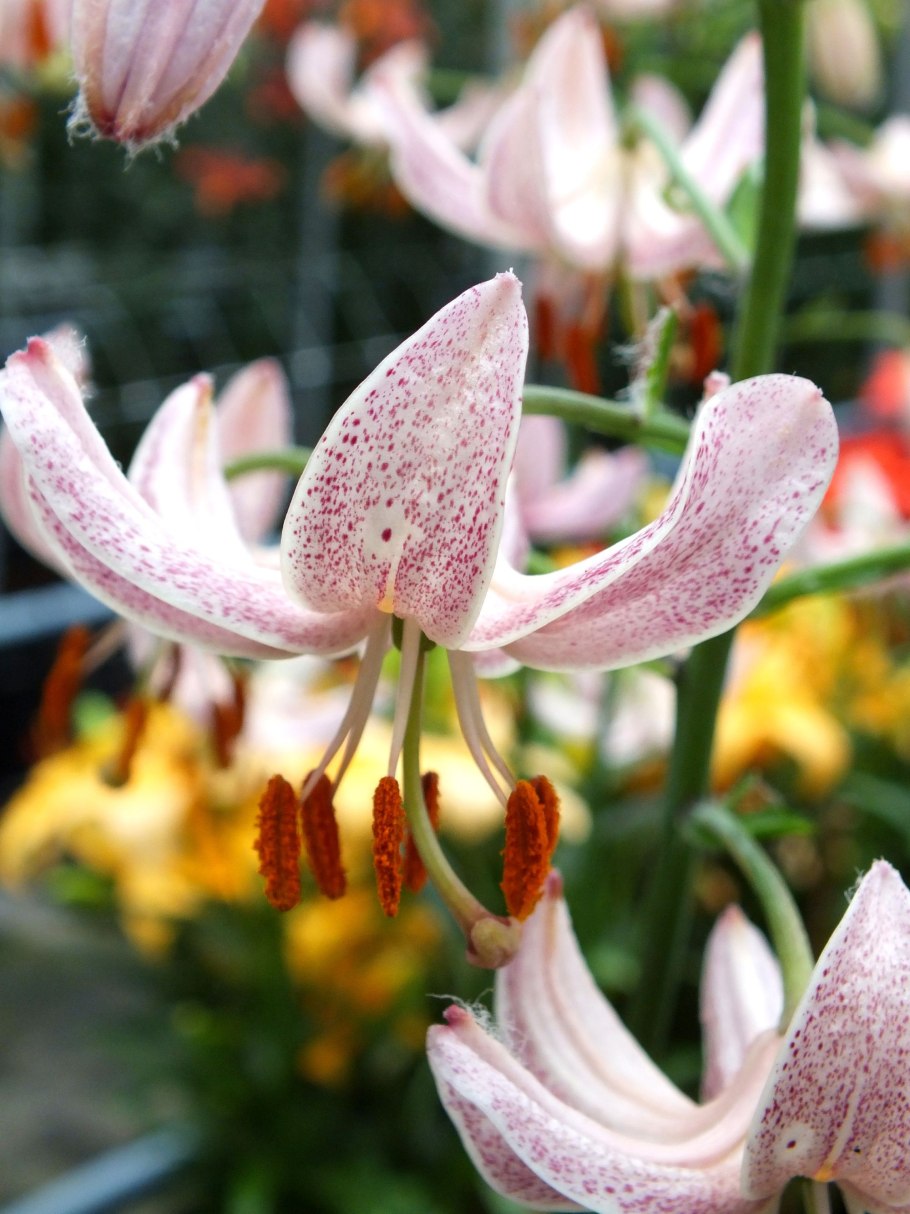 Лилия мартагон Гвинея