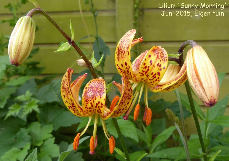Lilium martagon l.