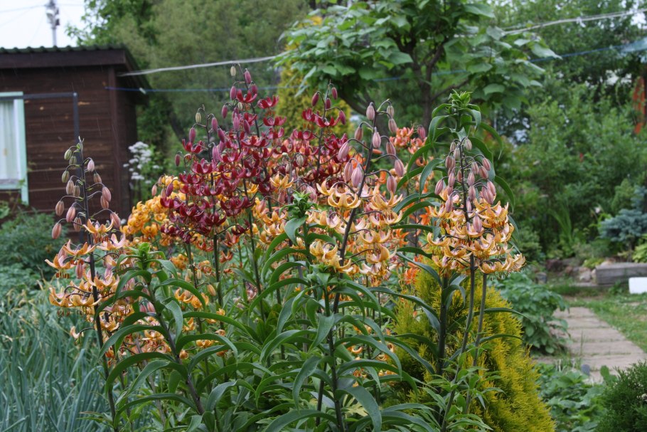 Лилия мартагон манитоба