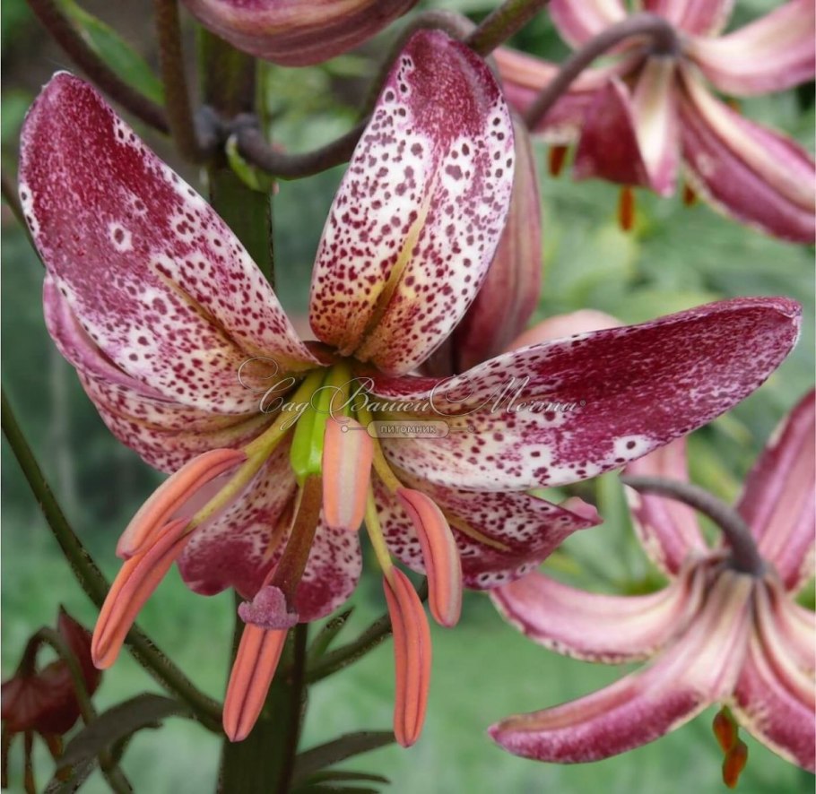 Лилия кудреватая мартагон