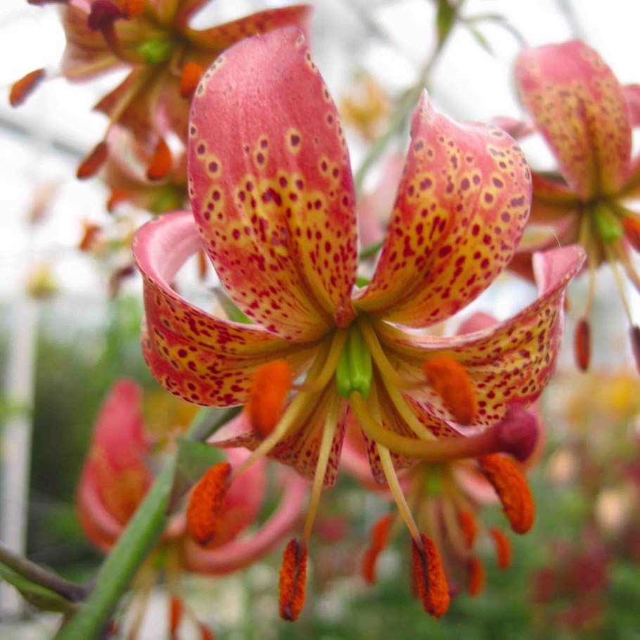 Лилия мартагон Манитоба