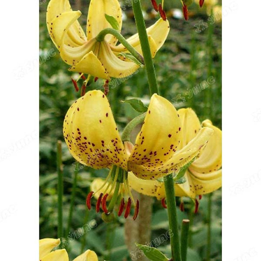 Лилия Голден морнинг