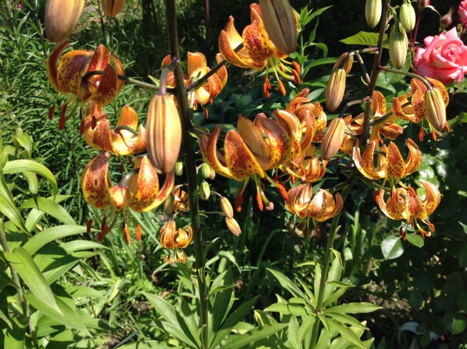 Мартагон, гибриды американские