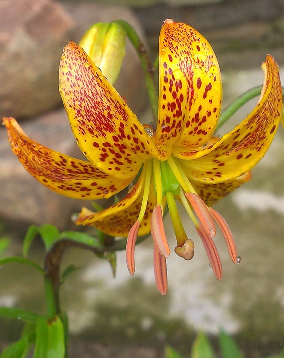 Манитоба морнинг мартагон