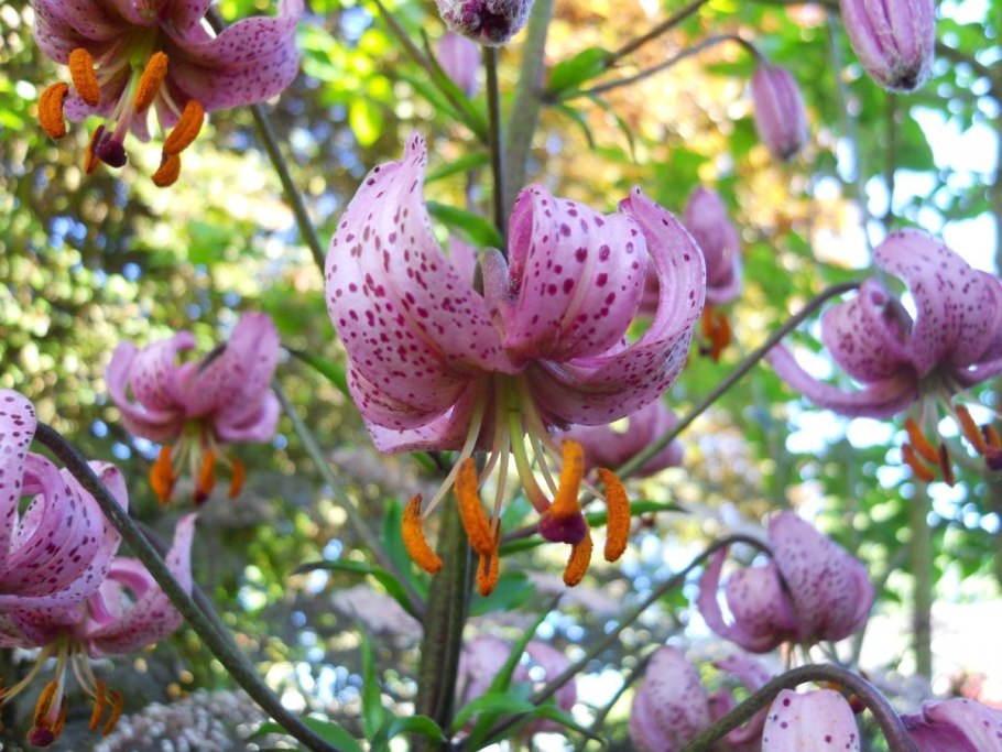 Lilium hansonii Лилия мартагон Хенсони