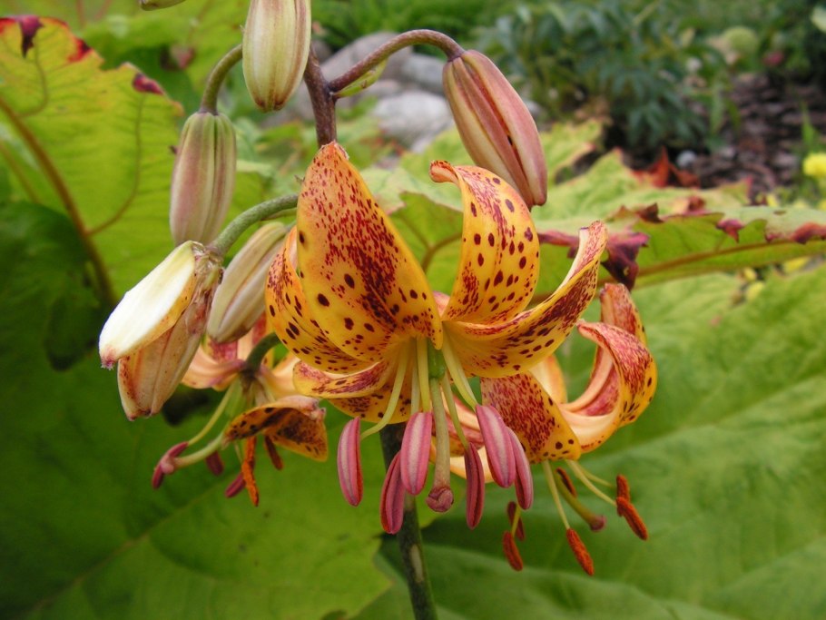 Лилия Альберта Монинг