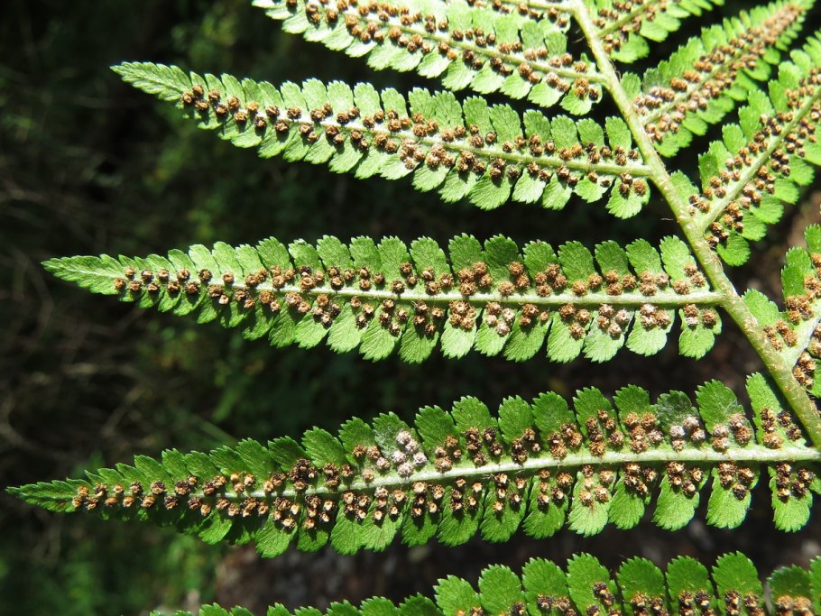 Dryopteris filix-mas