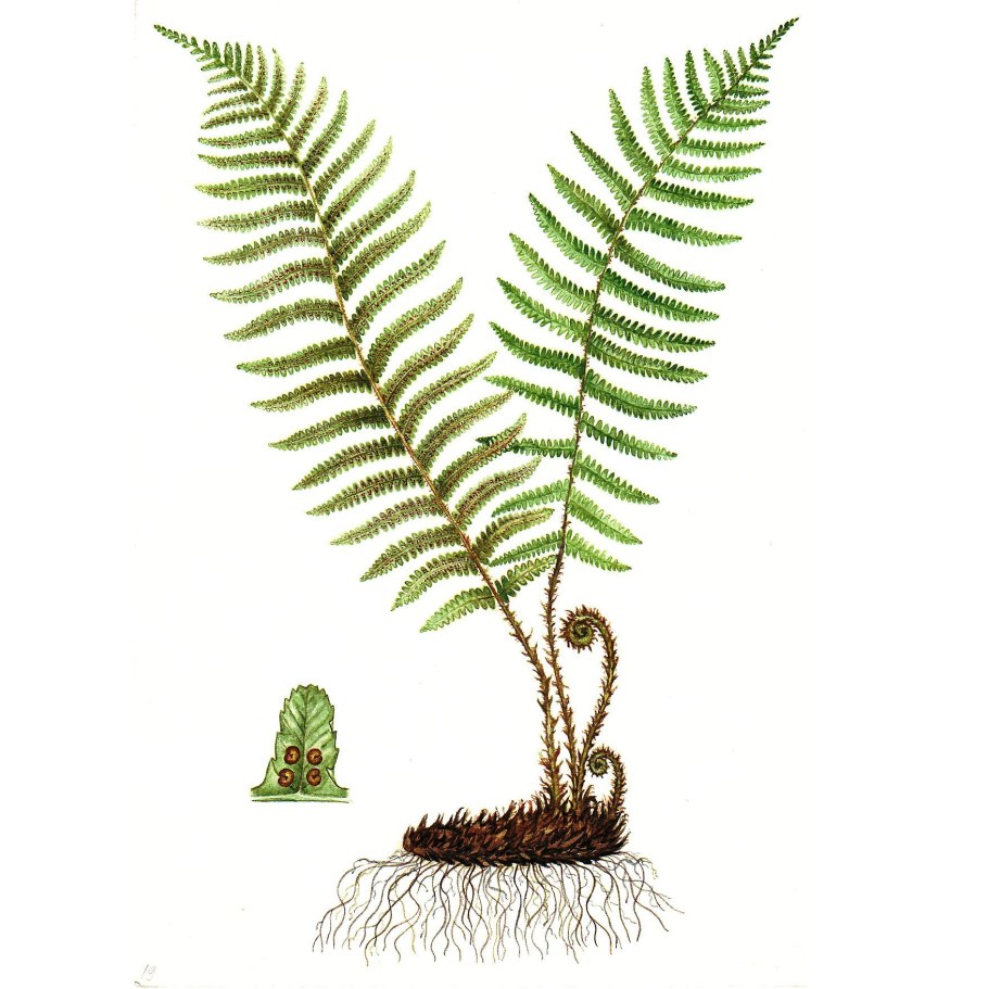 Dryopteris filix-mas