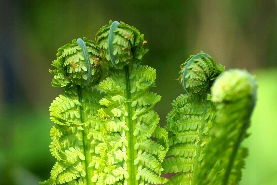 Папоротник Athyrium filix-Femina