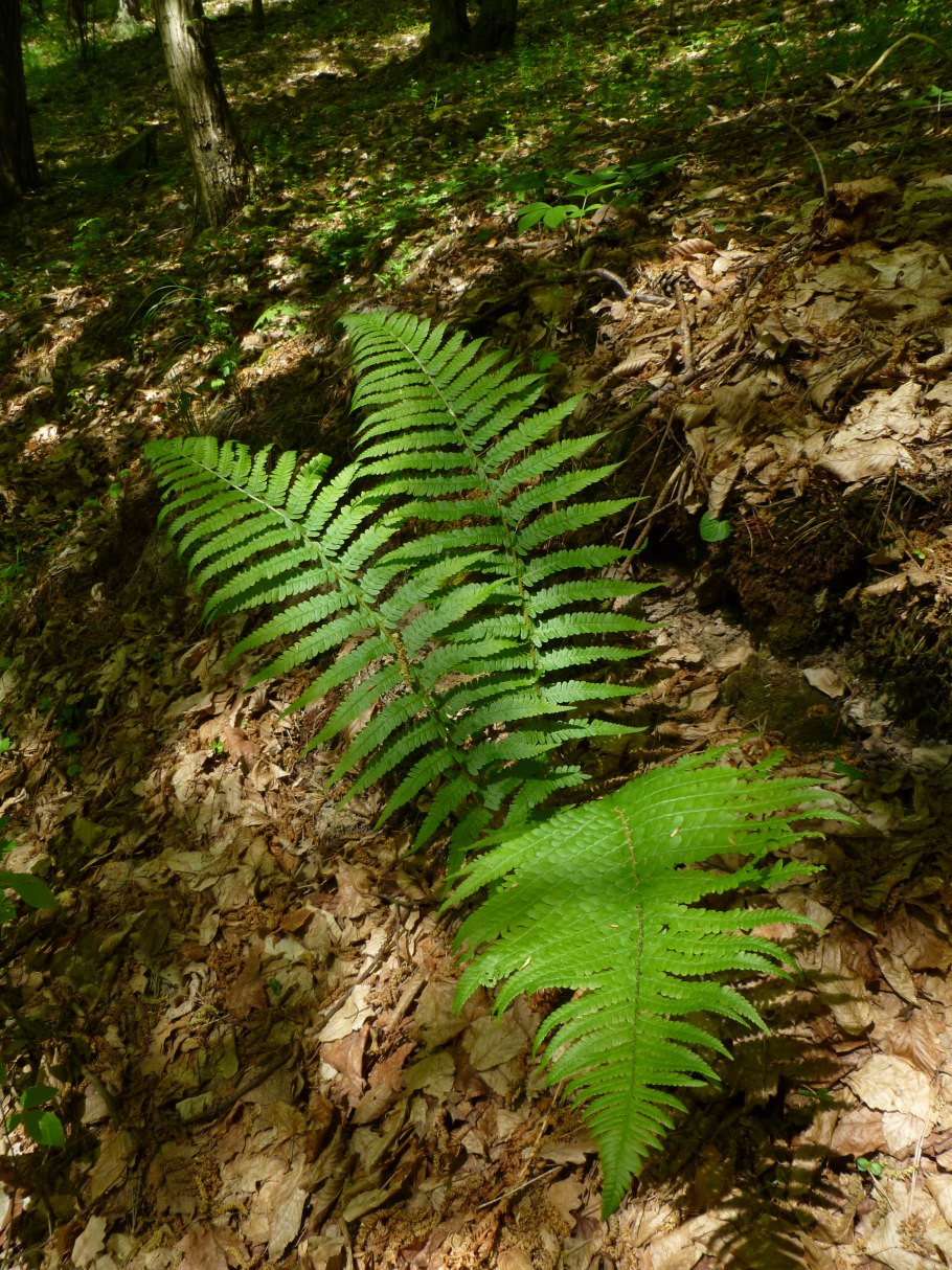 Щитовник Буша