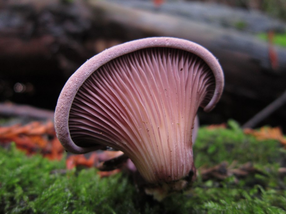 Панус уховидный