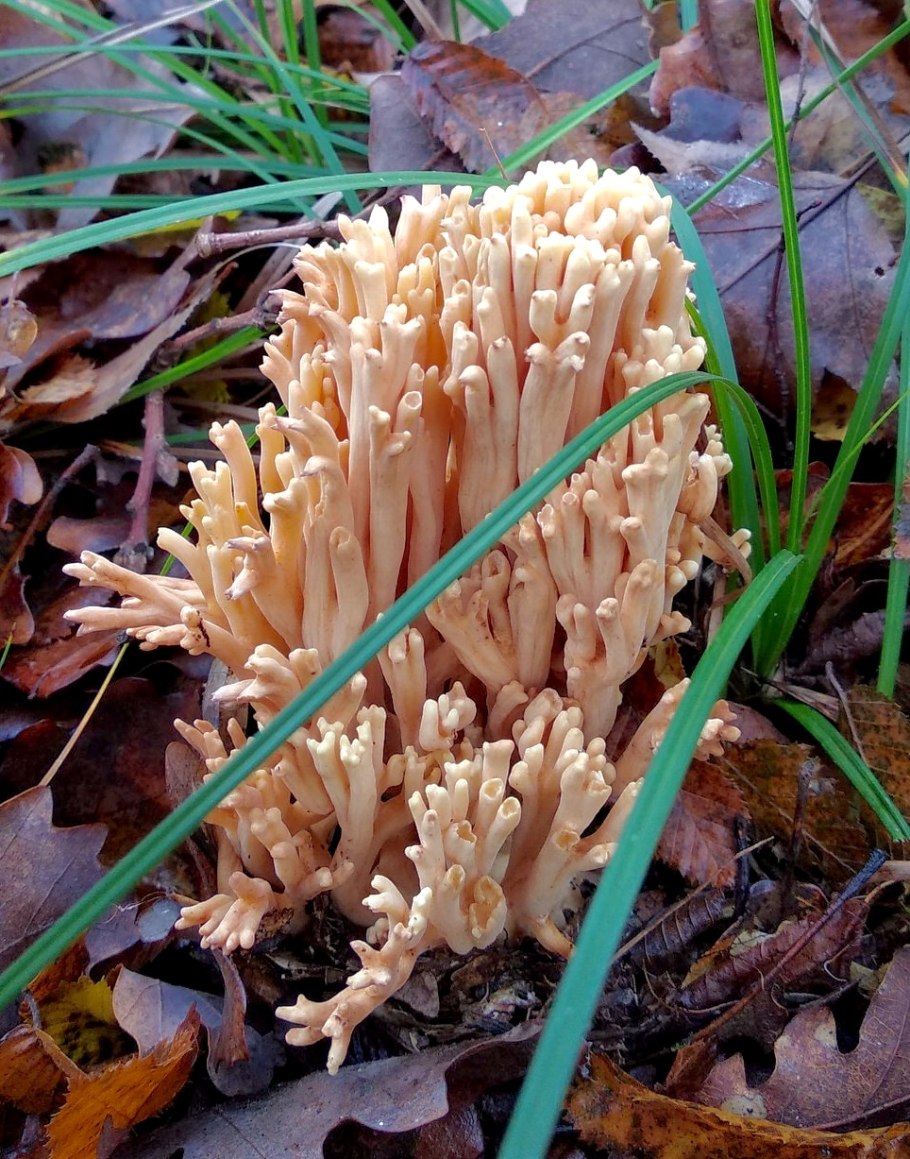 Рамария белая