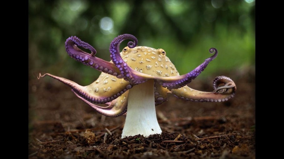 Редкие грибы