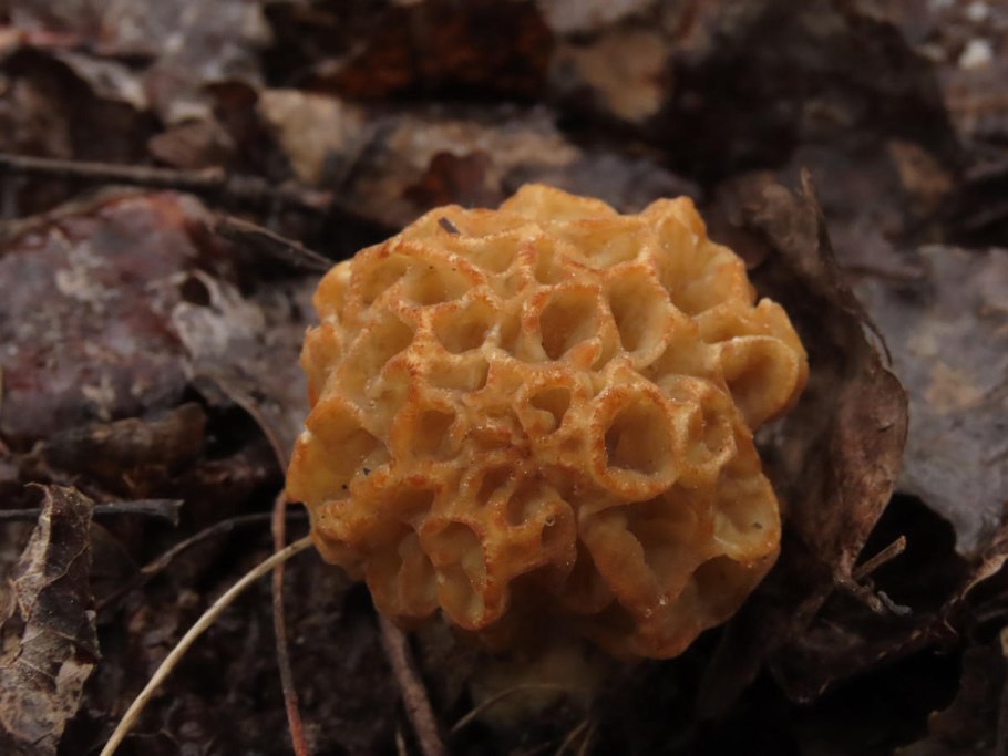 Грибы сморчки в Подмосковье