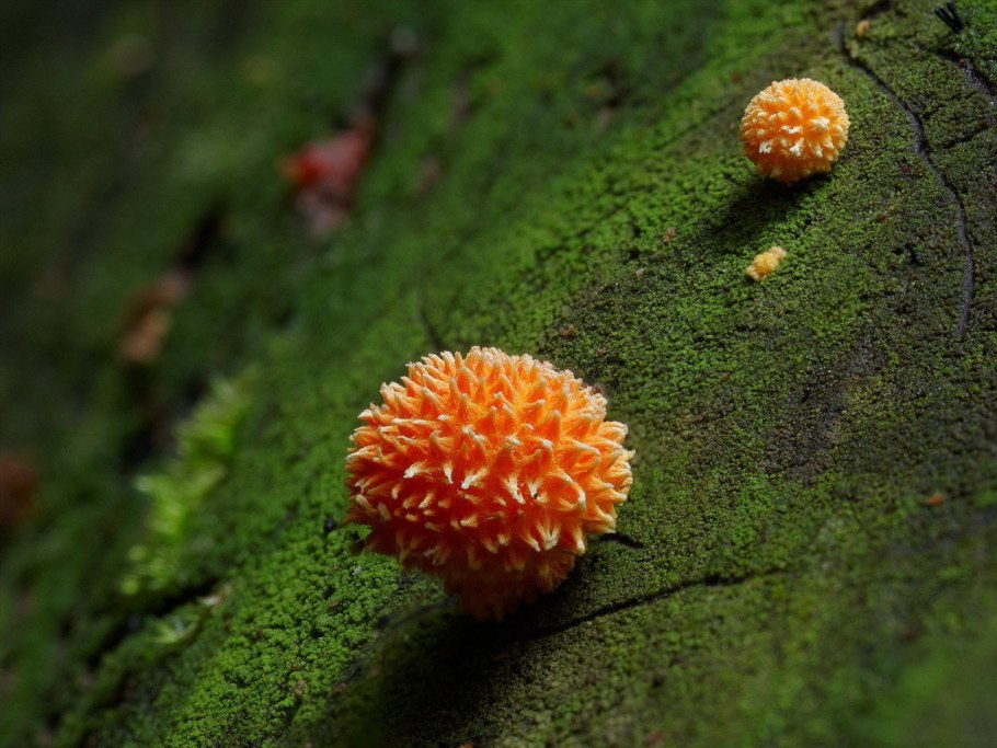 Редкие грибы