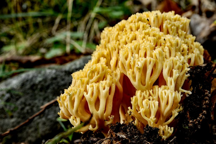 Ramaria Flava