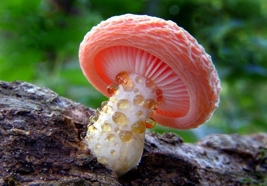 Необычные грибы мира