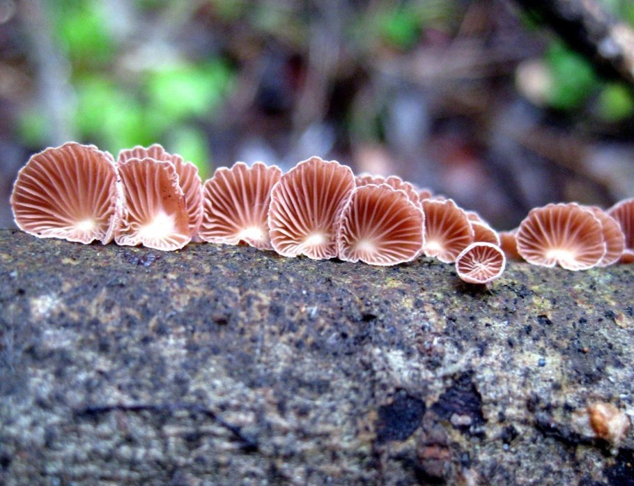 Редкие грибы