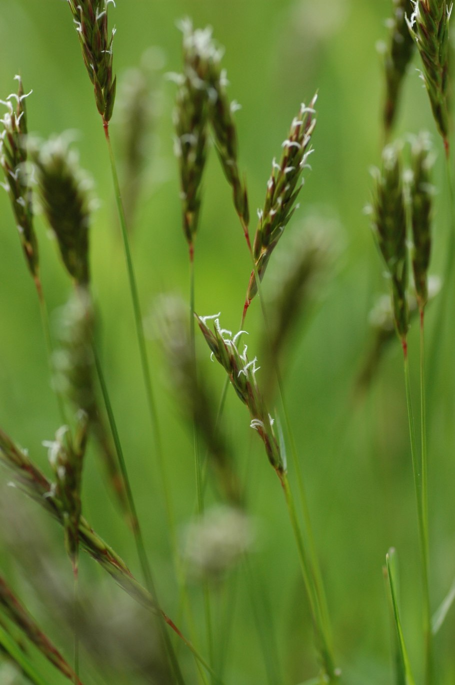 Вейник Наземный Ботаническая иллюстрация