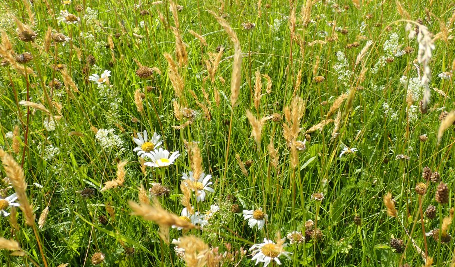 Вейник остроцветковый Карл Форестер