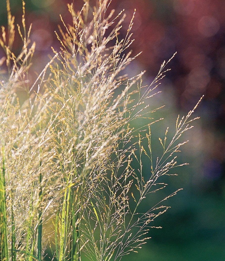 Колосок Anthoxanthum odoratum