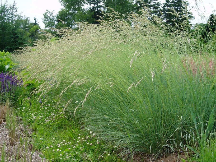 Лисохвост Луговой