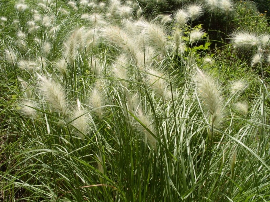 Злаковые луговые Вейник