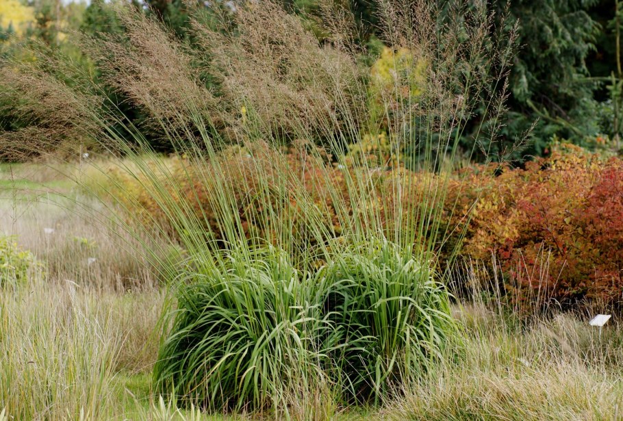 Молиния тростниковая molinia arundinacea fontane