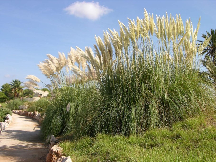 Ячмень гривастый (Hordeum jubatum)