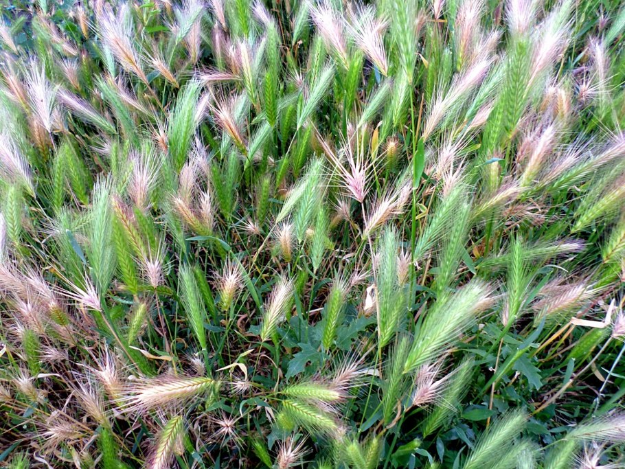 Дикие злаки Кубани