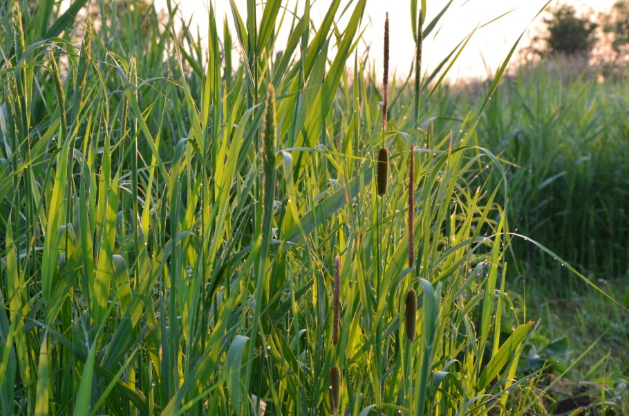 Вейник Наземный Calamagrostis epigeios
