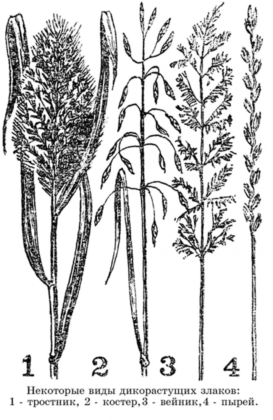 Ковыль ячмень гривастый (Hordeum jubatum)