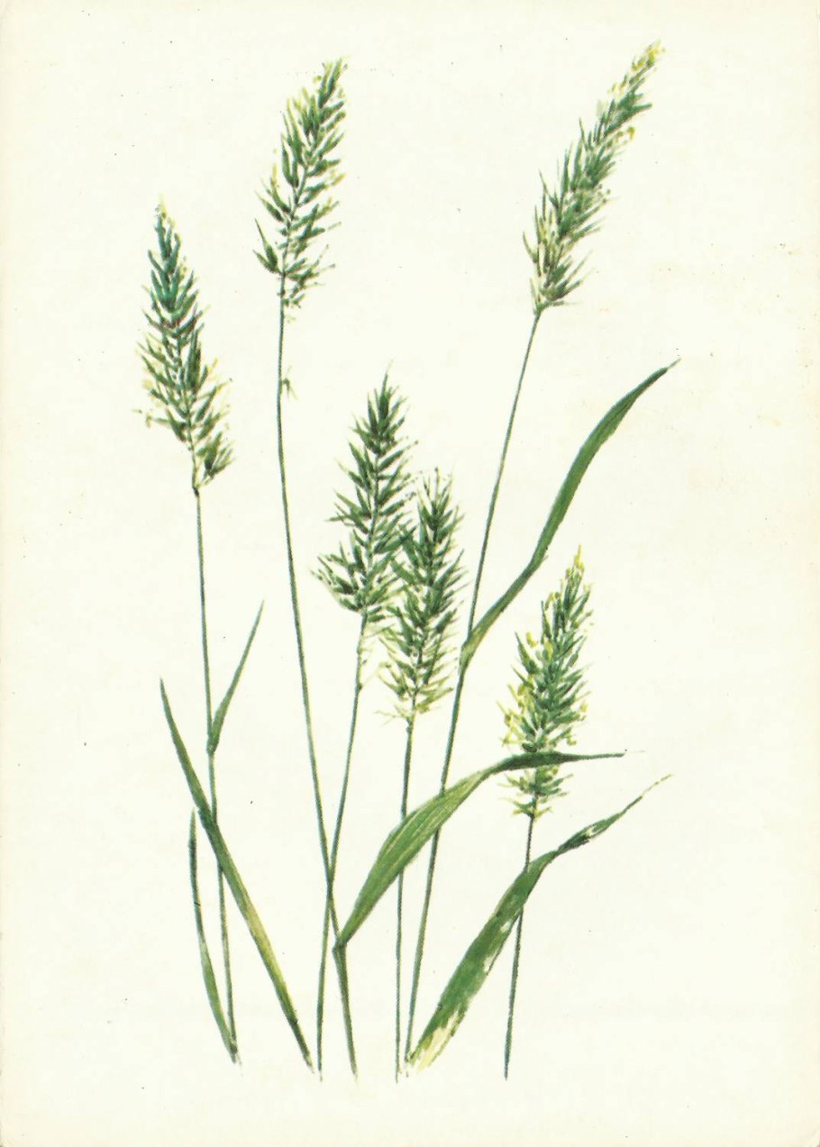 Пырей ползучий семейство злаковые