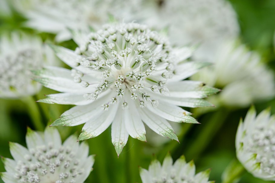 Astrantia major snow star