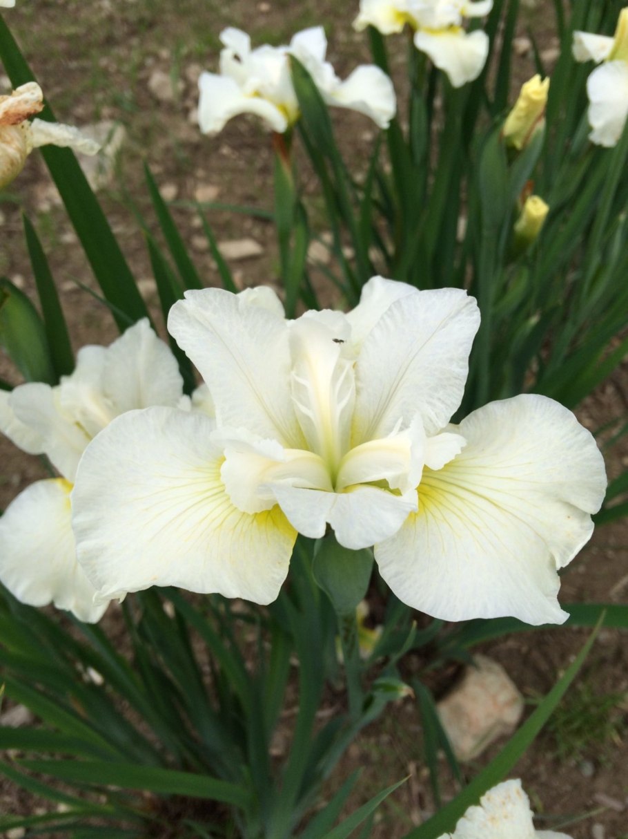 Ирис Сибирский Summer Revels