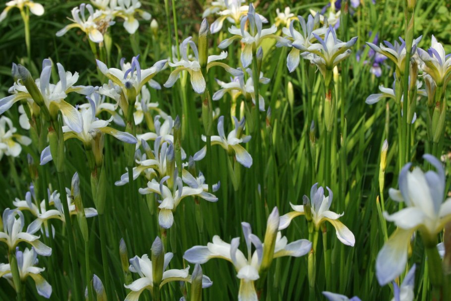 Ирис бородатый желтый махровый