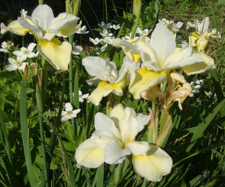 Ирис Сибирский Харпсвил Хэппинесс