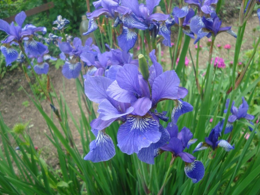 Ирис Сибирский Moon Silk(Iris sibirica Moon Silk)