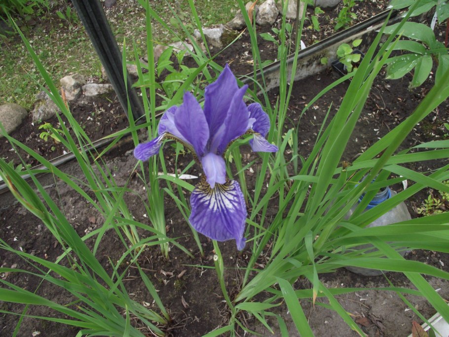 Ирис Мун Силк