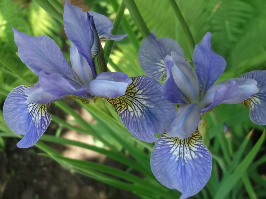 Ирис Сибирский "Moon Silk" (Iris sibirica)