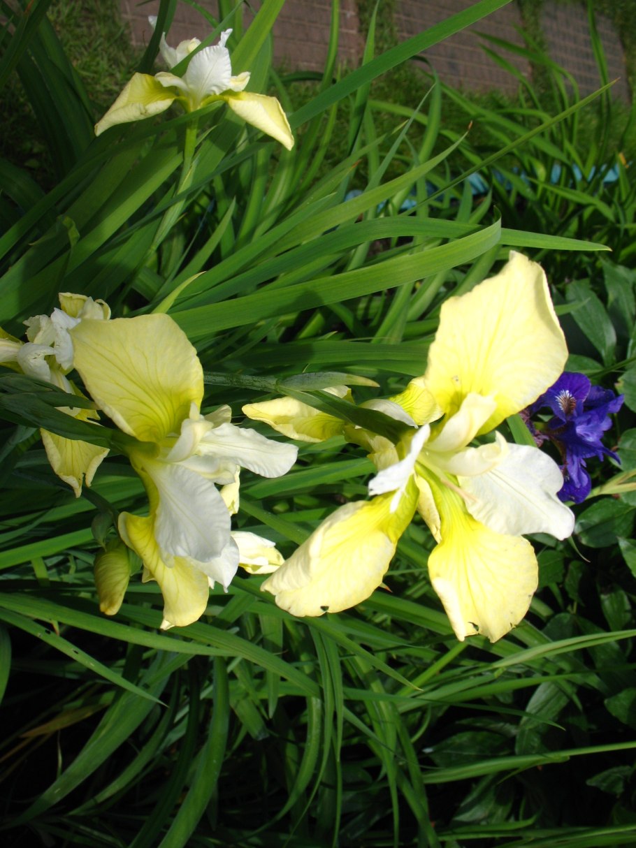 Ирис Сибирский Йеллоу Тейл
