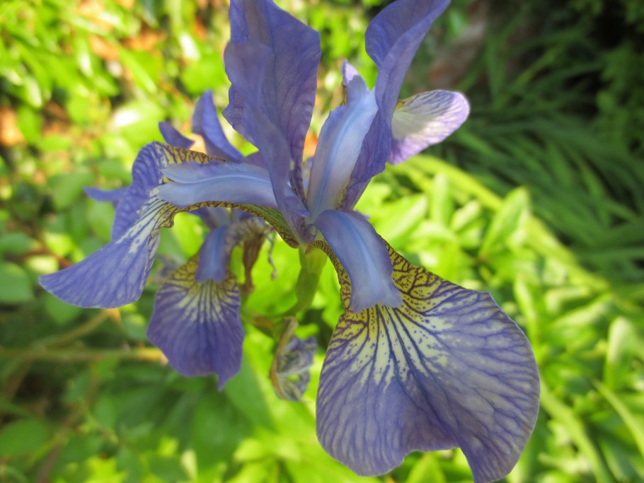 Ирис Сибирский Суон ин Флайт